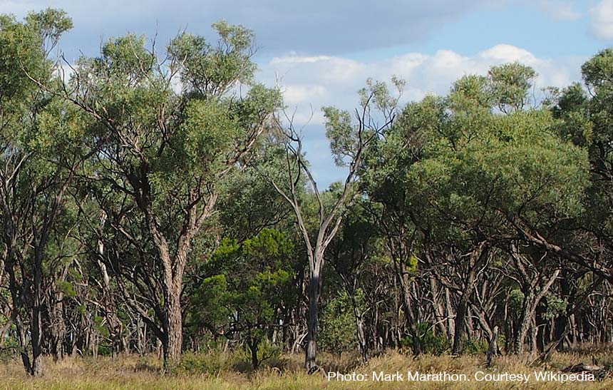 gidgee woodland