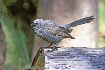 apostlebird