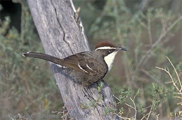 babbler