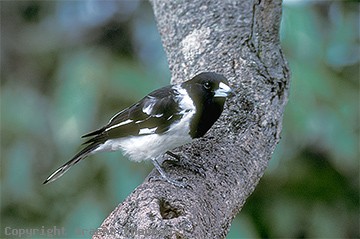 butcherbird