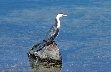 cormorant