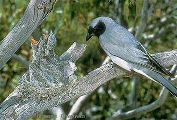 cuckoo-shrike