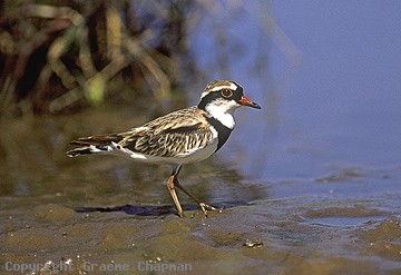 dotterel