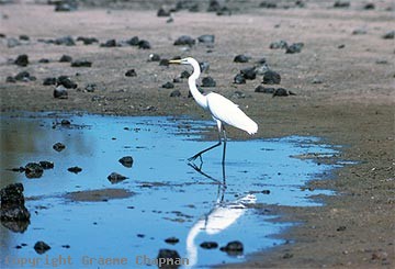 egret