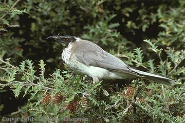 friarbird