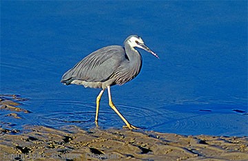 heron