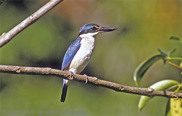 kingfisher