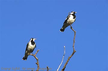 magpie lark