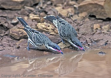 sc-honeyeater