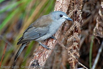 shrike-thrush