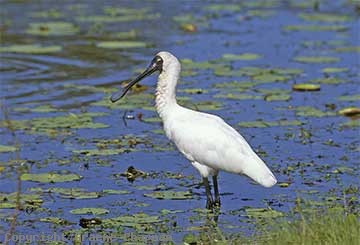 spoonbill