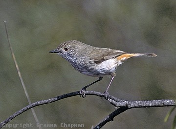 thornbill