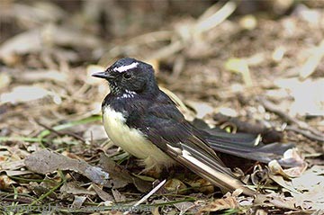 wagtail