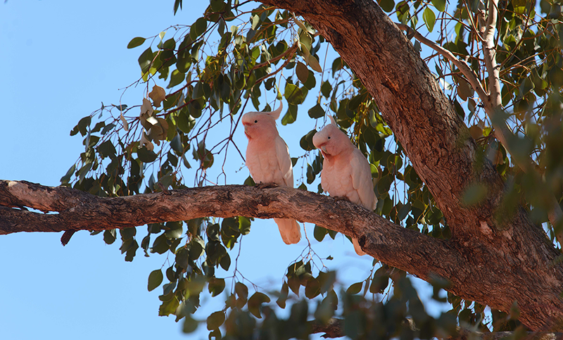 Bowra one of the top birdwatching sites in the country not just the Paroo Shire