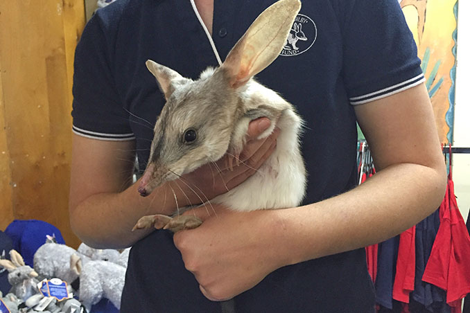 woman holding a Bilby