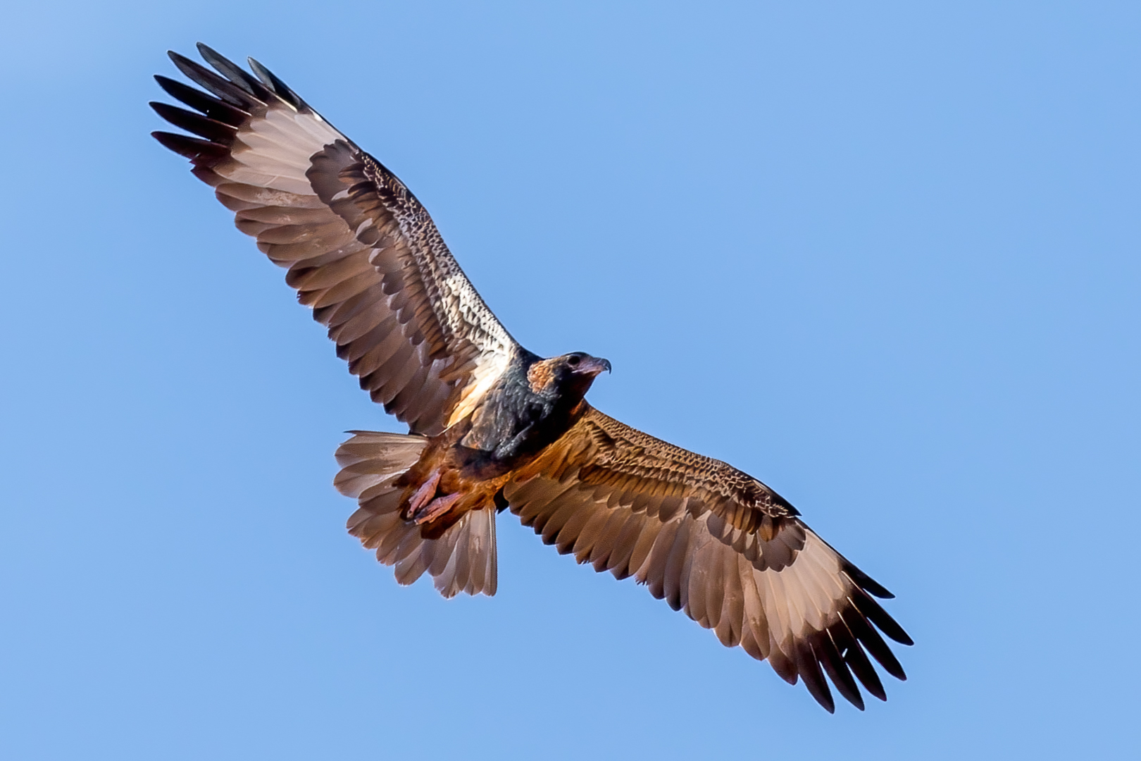 AWC_DavidJones_Black-breasted Buzzard Not a well known spot, but just 5 minutes from Cunnamulla