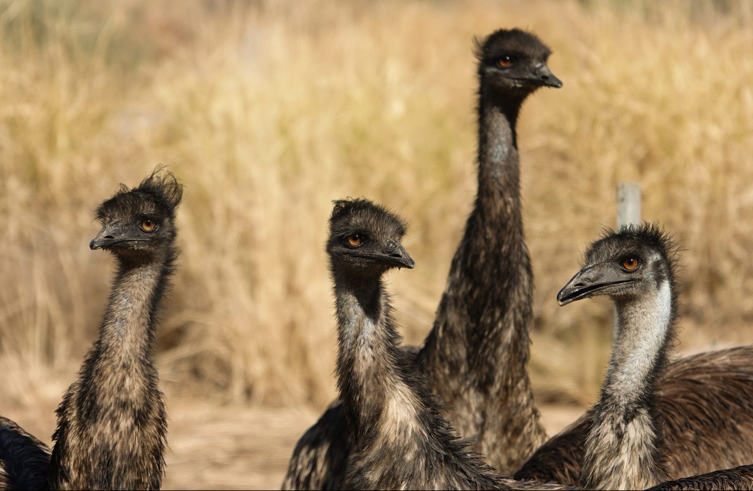 Emus are always popular with our birdwatchers