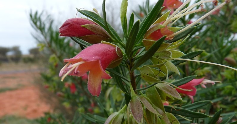 Eremophila latrobei Emu Bush Wildflowers