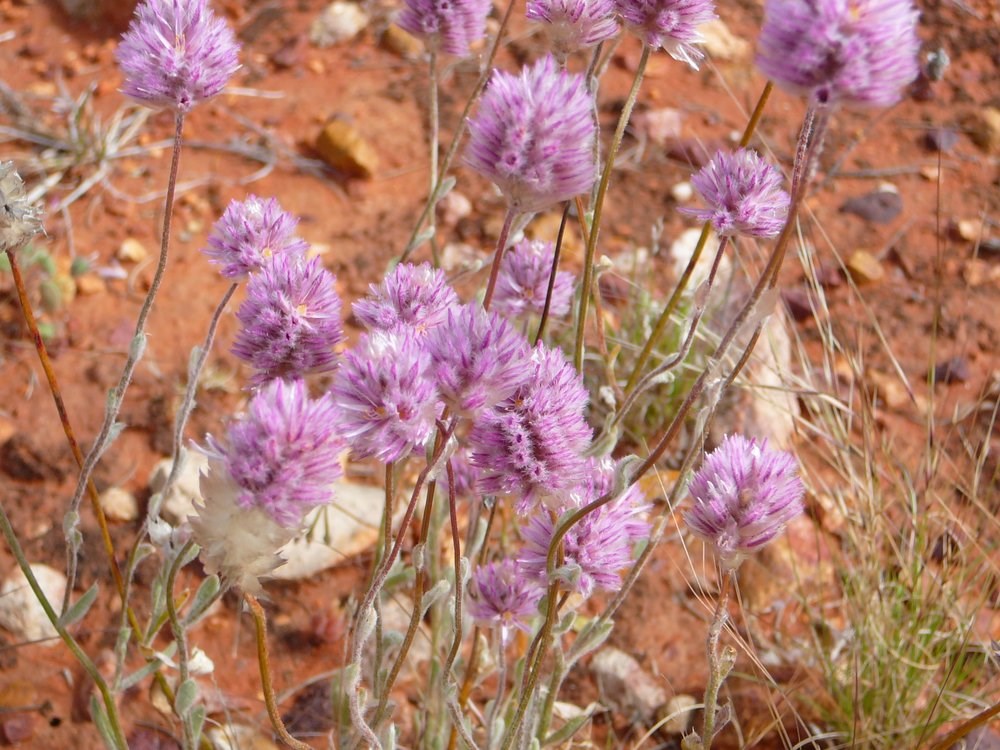 Mulla Mulla Mulla Mulla Wildflower in Bloom