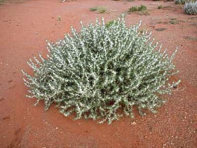 Sclerolaena_bicornis_plant_Fagg_N_of_Broken_Hill Gidgee Burr Bush found in Paroo Shire