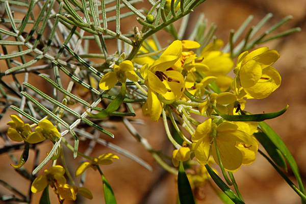 Senna Wildflowers found in the Channel Country QLD