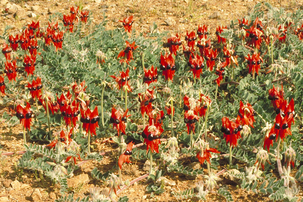 Sturt Desert Pea in Bloom SW QLD