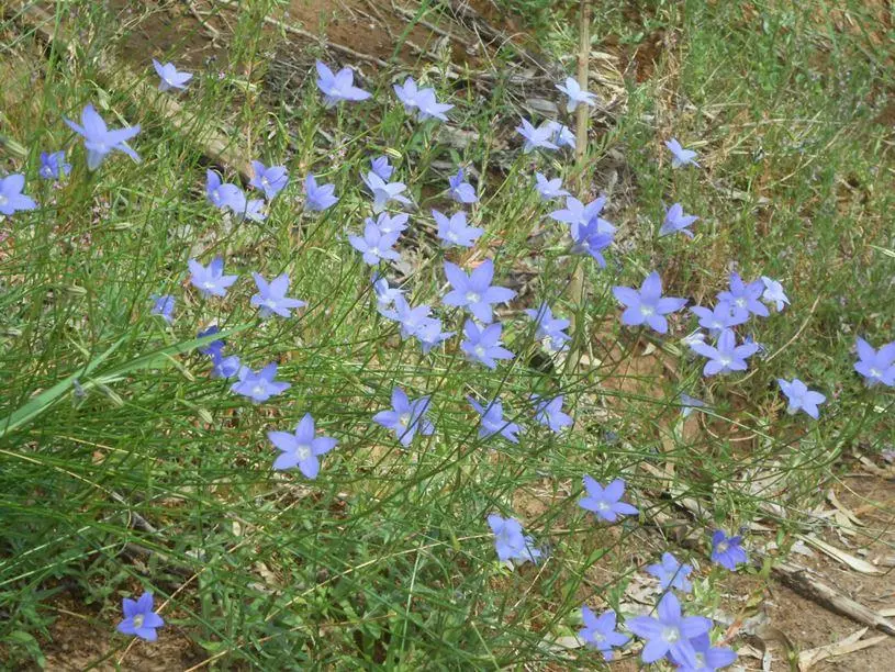 WAHLENBERGIA-STRICTA-1 Native Bluebell Wild Flowers