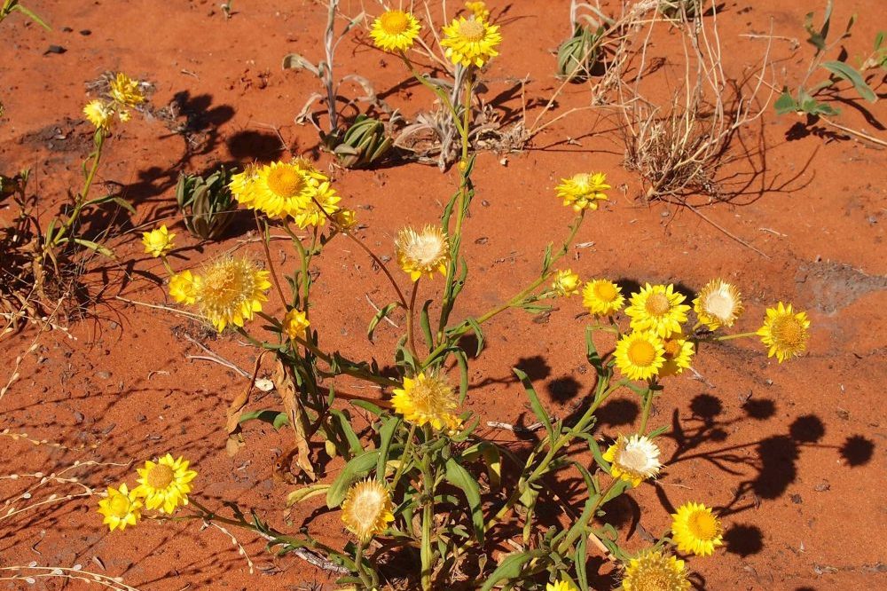 Everlasting Wildflowers in the Red Sand Desert