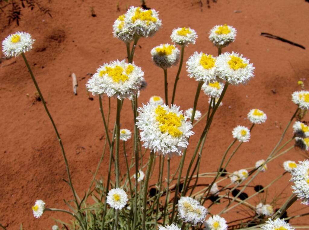 poached-daisy-owen-springs-201011047797-1024×762 Poached Egg Daisy Flowering in the desert