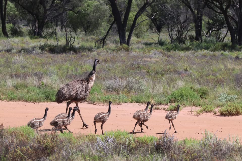 A wide range of birdlife at Ticklemans Station Stay