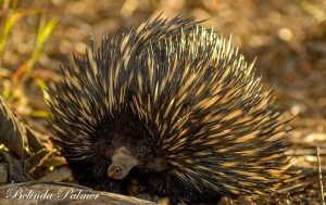 Sunday Stroll by Belinda Palmer