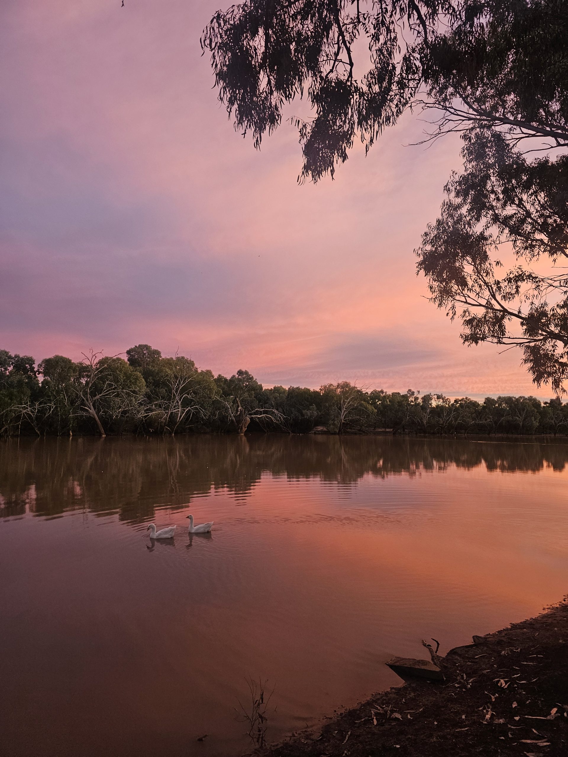 Geese on the Warrego by Dani Young